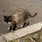 Picture of cat found at Blanc Mesnil