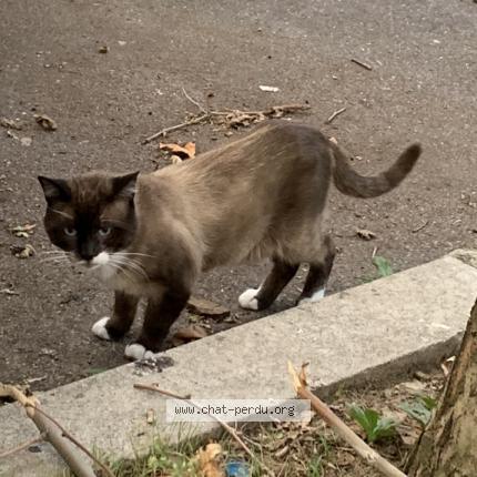 Photo 1/1 Found cat Found in Blanc mesnil