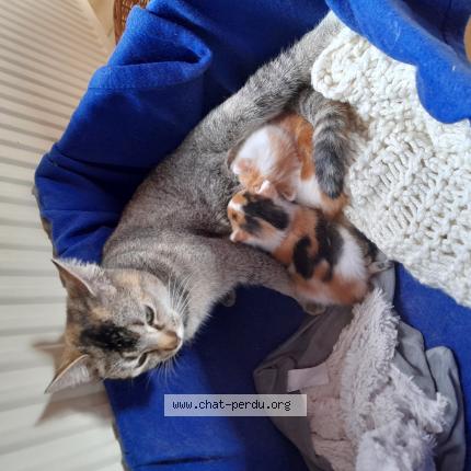 Foto 1/1 Kat teruggevonden Vermist in Mt St Guibert