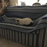 Picture of cat lost at Fontenay