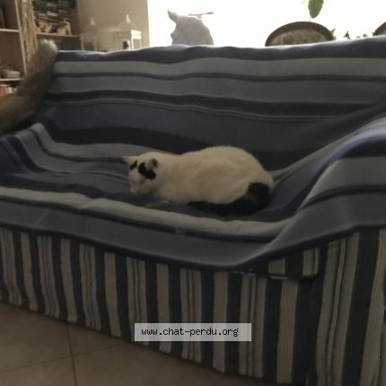 Photo 1/1 donut Chat lost in Fontenay