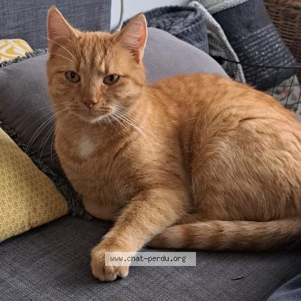 Foto van vermiste kat in Clermont Sous Huy