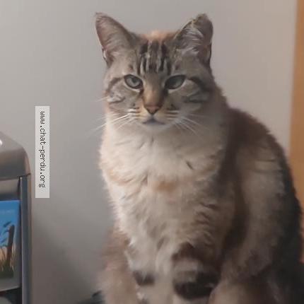 Photo 1/1 MILADY Chat lost in Queven