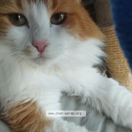 Photo 1/1 Cat reunited Lost in Paris