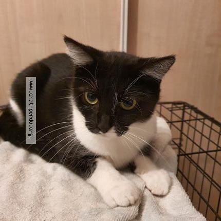 Photo 1/1 Cat reunited Lost in Nantes