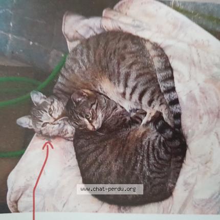 Photo 1/1 Phibie Chat lost in Schaerbeek