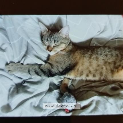 Photo 3/4 Belette Chat lost in Poitiers