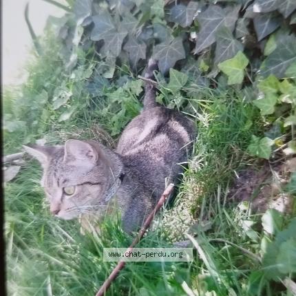 Photo 4/4 Belette Chat lost in Poitiers