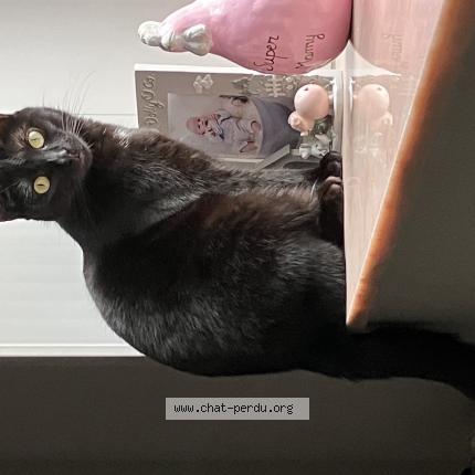 Foto van vermiste kat in Amay