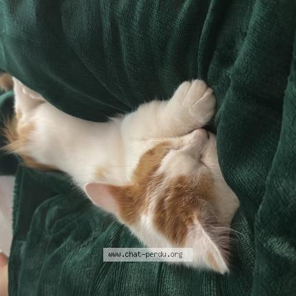 Foto 1/1 Wiedergefundene Katze Verloren in Haller