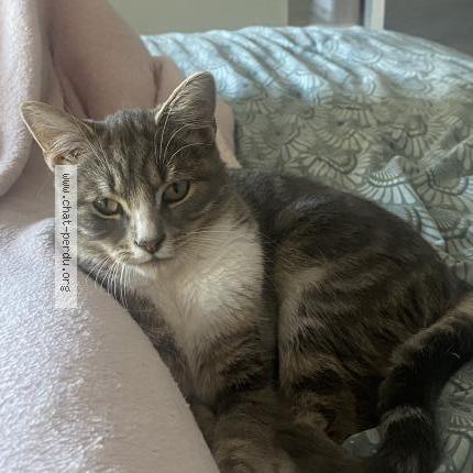 Foto van vermiste kat in Nil Saint Vincent
