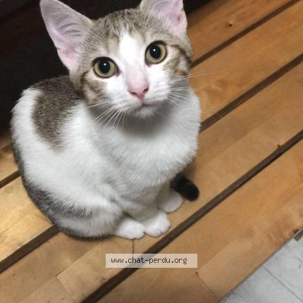 Photo 1/1 Cinnamon Chat lost in Sablonnieres