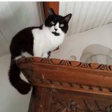 Picture of cat lost at La Teste De Buch