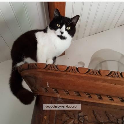 Photo 1/1 Nez Noir Chat lost in La teste de buch