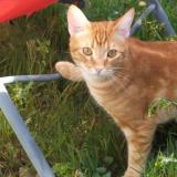 Picture of cat lost at Vaire