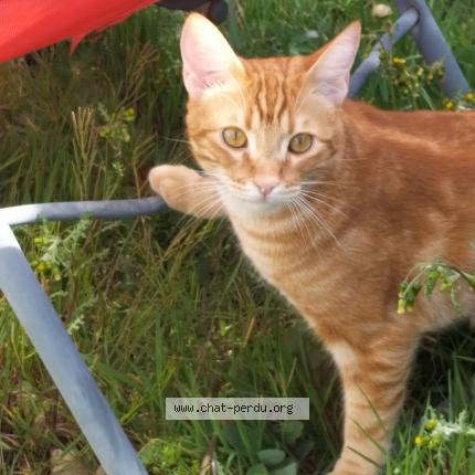 Photo 1/1 Kumcat Chat lost in Vaire