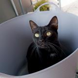 Picture of cat lost at Boucoiran