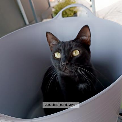 Photo 1/1 Cat reunited Lost in Boucoiran