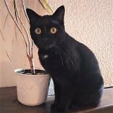 Picture of cat lost at Achiet Le Grand