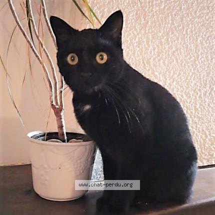 Photo 1/1 Ulla Chat lost in Achiet le grand