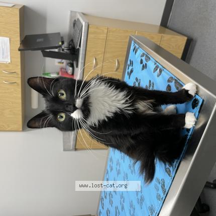 Photo 1/1 Reunited cat Lost in Ankeny