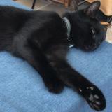 Picture of cat lost at Marseille