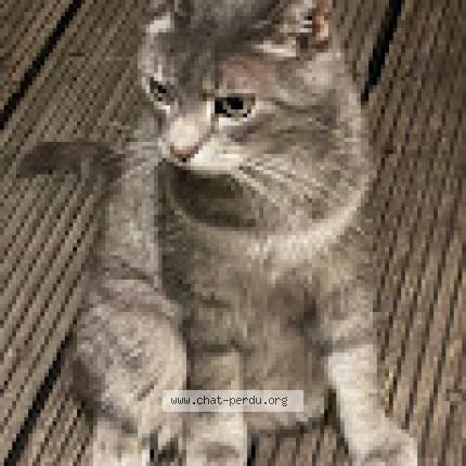 Foto van vermiste kat in Bruxelles