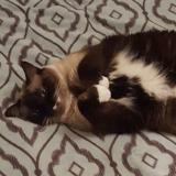 Picture of cat lost at Beurey Sur Saulx