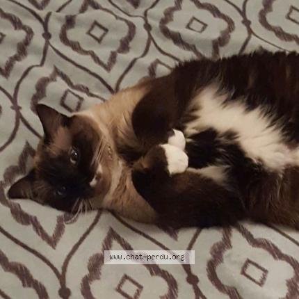 Photo 1/1 Winnie Chat lost in Beurey sur saulx