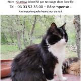 Picture of cat lost at Cotignac