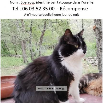 Photo 1/2 Sparrow Chat lost in Cotignac