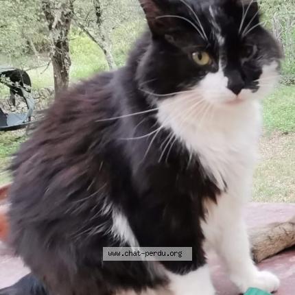 Photo 2/2 Sparrow Chat lost in Cotignac