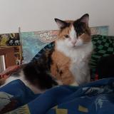 Picture of cat lost at Brossard