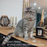 Picture of cat lost at Ballancourt Sur Essonne