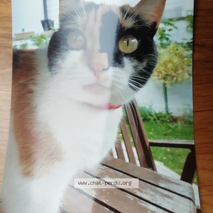 Foto van vermiste kat in Braine Le Comte