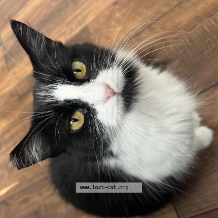 Picture of cat lost at Los Angeles
