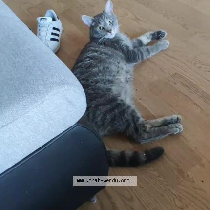 Foto einer verlorenen Katze in Lonay