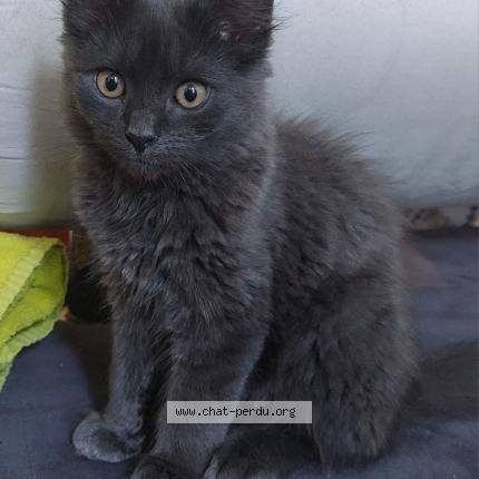 Photo 1/1 Cat reunited Lost in Bruxelles