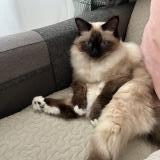 Picture of cat lost at Paris