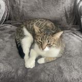 Picture of cat lost at Markham