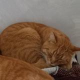 Picture of cat lost at Montauban