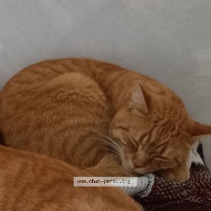 Photo 1/1 Léon Chat lost in Montauban