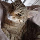 Picture of cat lost at Boucoiran