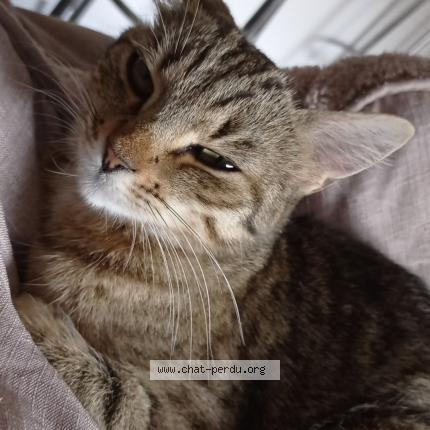 Photo 1/1 Nala Chat lost in Boucoiran