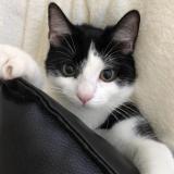 Picture of cat lost at Verviers