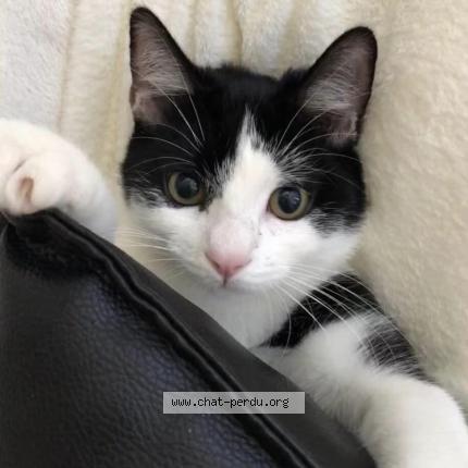 Photo 1/1 Leelou Chat lost in Verviers