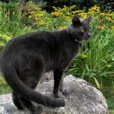 Picture of cat lost at Montreal