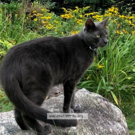 Photo 1/1 Cat reunited Lost in Montreal