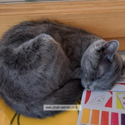 Foto einer verlorenen Katze in Moudon