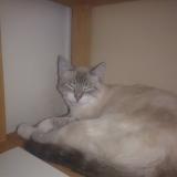Picture of cat lost at Villepreux